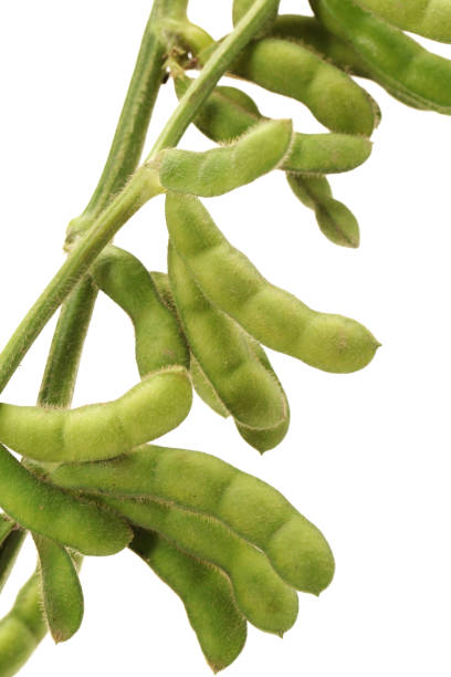 istock Fresh harvested soybean (edamame) on the white background 954136056