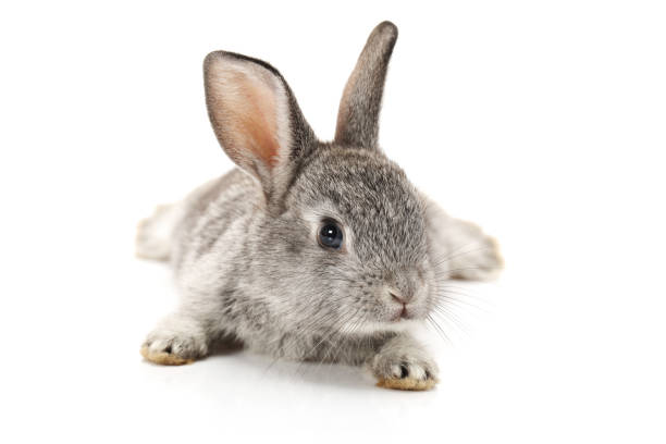 coniglietto su sfondo bianco - rabbit hairy gray animal foto e immagini stock