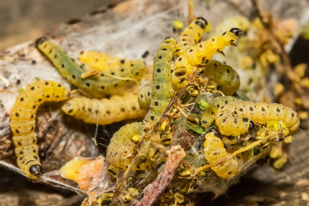 sawfly larwy w przyrodzie - branch caterpillar animal hair insect zdjęcia i obrazy z banku zdjęć