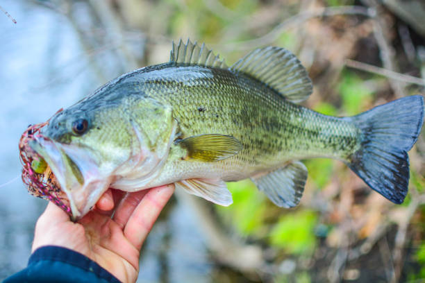 istock largemouth bass on the shore 954138516