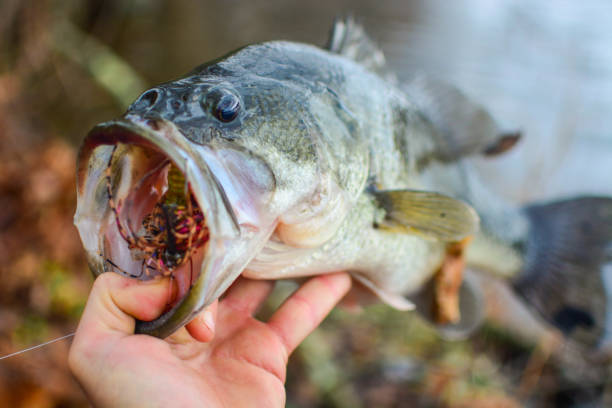 istock largemouth bass on the shore 954138612