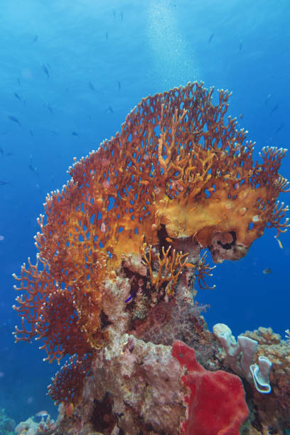Sharm El Sheikh, Egypt