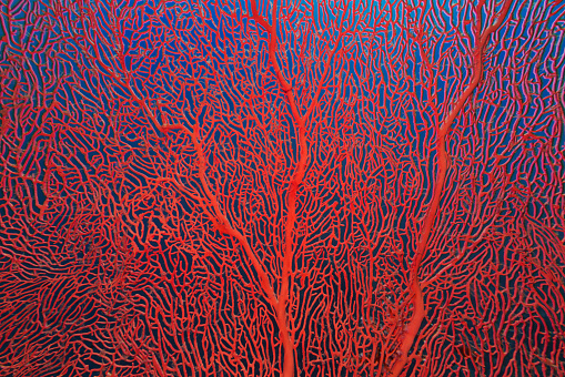 Gorgonias Coral en mar rojo photo