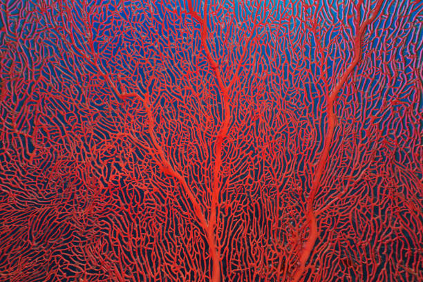 corallo gorgoniano nel mar rosso - sea life sea reef animal foto e immagini stock