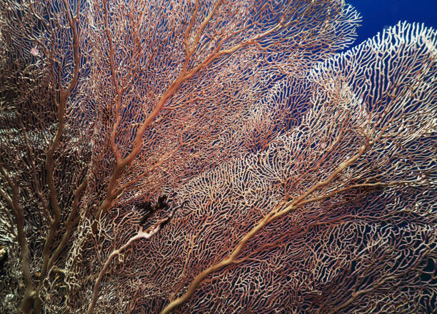 istock Gorgonian Coral in Red Sea 954140094