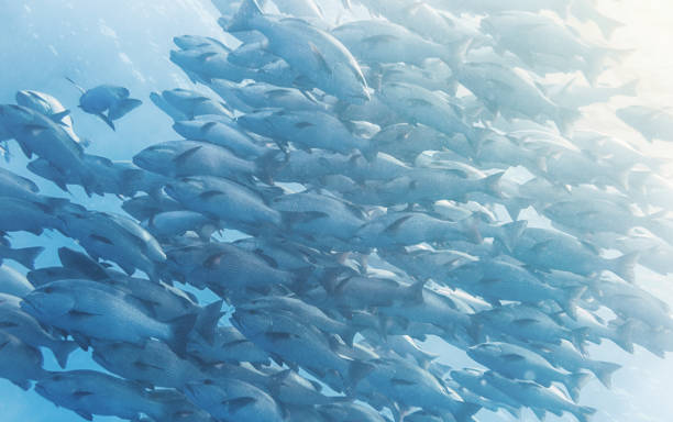 istock Snapper Fish School in Red Sea 954140192