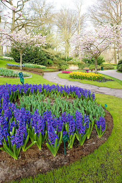 istock Keukenhof Gardens 95414467