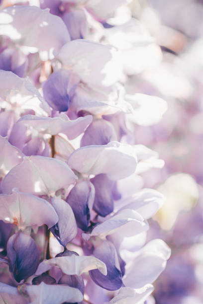 Abstract close-up  with Wisteria blooming. Pastel colors