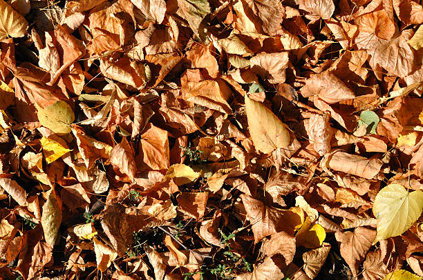 Autumn background stock photo