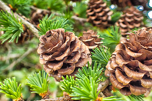 Pine cones on a branch in daylight.