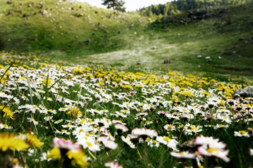 Top view of white daisy flowers in green lawn of garden.