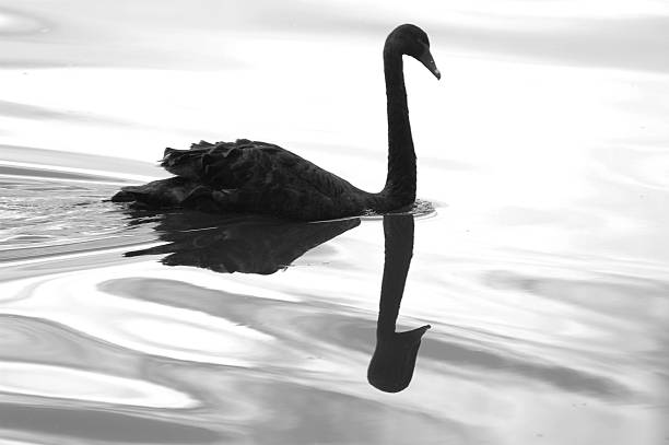 Black swan and its reflection swimming on the lake stock photo