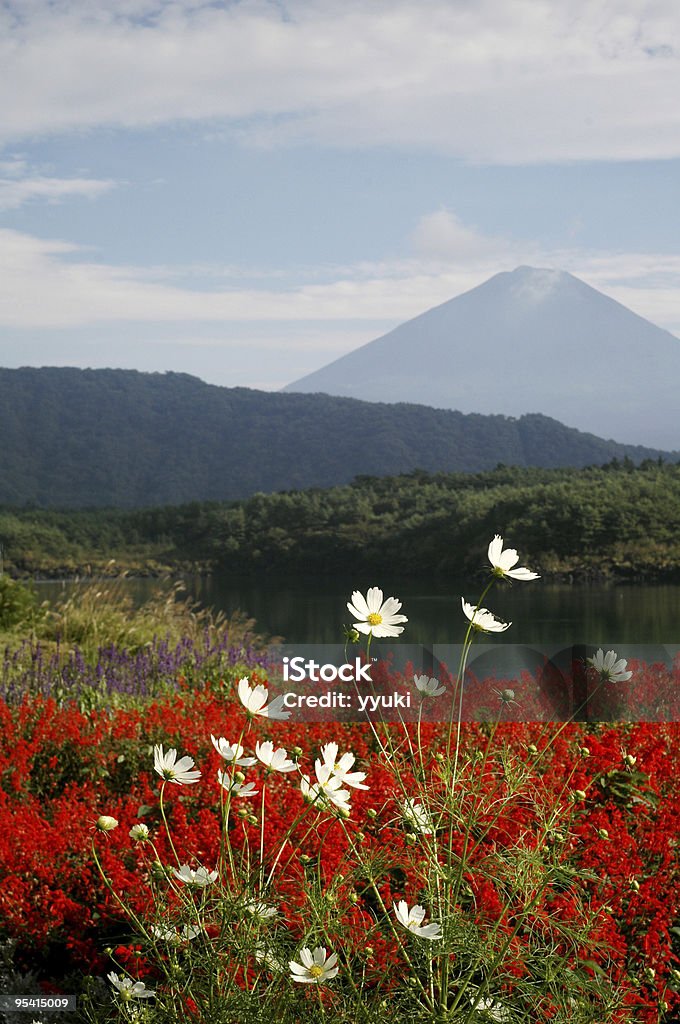 Mt.Fuji の花 - 富士五湖 西湖のロイヤリティフリーストックフォト