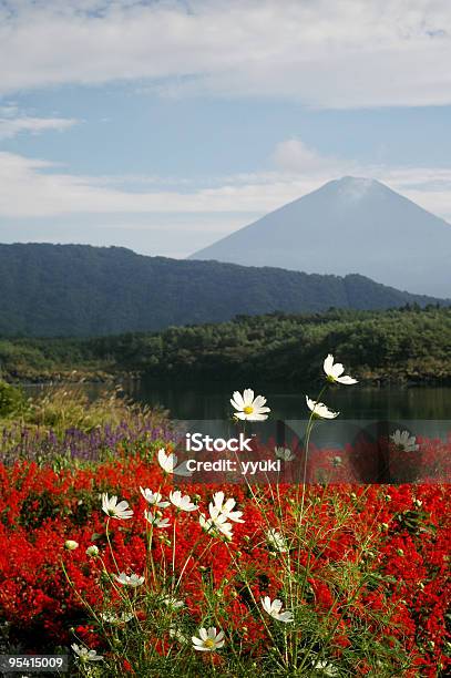 Foto de Mtfuji Com Flores e mais fotos de stock de Lago Saiko - Lago Saiko, Cirro-cúmulo, Cosmos Spp