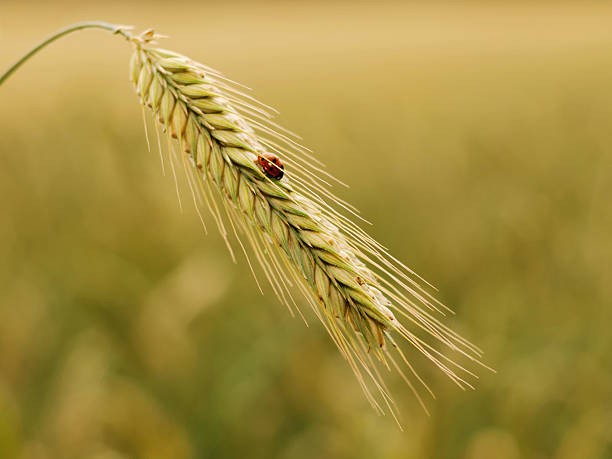 黄金の小麦にてんとう虫 - ladybug wheat nature insect ス��トックフォトと画像