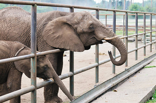 istock Baby and Mother Elephant 95415343