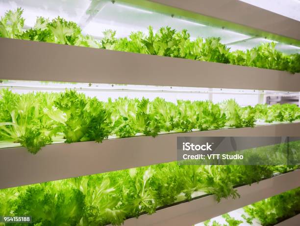Gewächshaus Pflanzenreihe Wachsen Mit Led Licht Indoor Landtechnik Stockfoto und mehr Bilder von Landwirtschaft