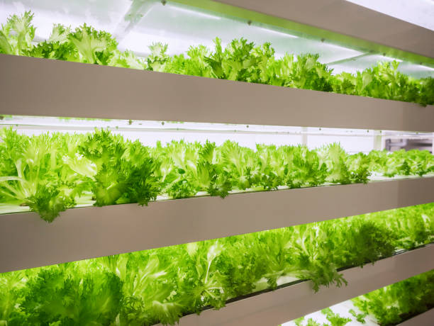 温室植物行 led ライト屋内ファーム技術を育てる - hydroponics ストックフォトと画像