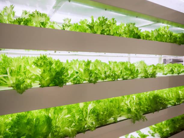 greenhouse plant wiersz rosną z led light indoor farm technology - growth lettuce hydroponics nature zdjęcia i obrazy z banku zdjęć