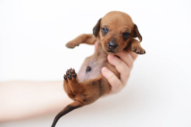 istock dachshund puppy portrait on white backgraund 954155480