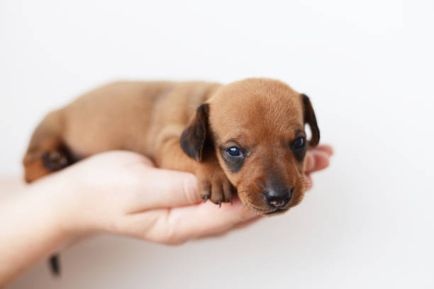 istock dachshund puppy portrait on white backgraund 954156994