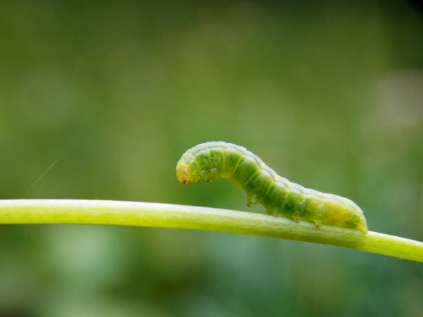 istock green caterpillar on the plant 954160724