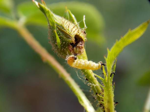 istock green caterpillar on the plant 954162132