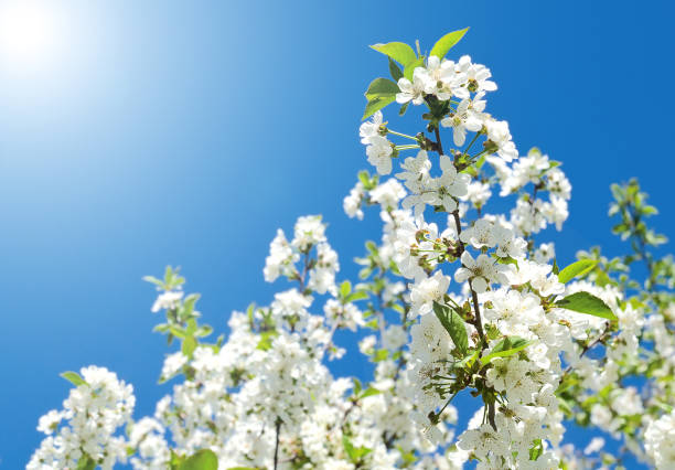 istock Cherry apple blossoms and blue sky Spring flowers 954163940
