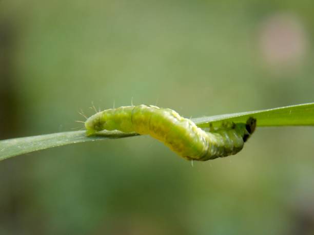 istock green caterpillar on the plant 954164510