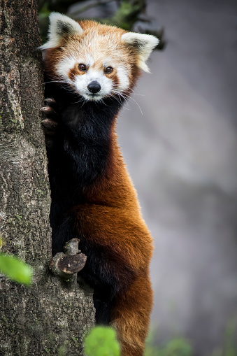 red mini chinese panda