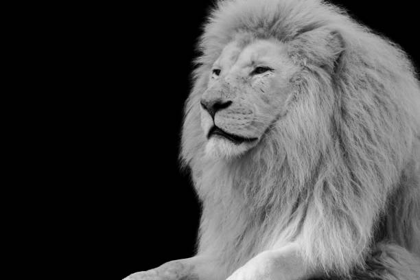 istock Low key photo of a lion 954166914