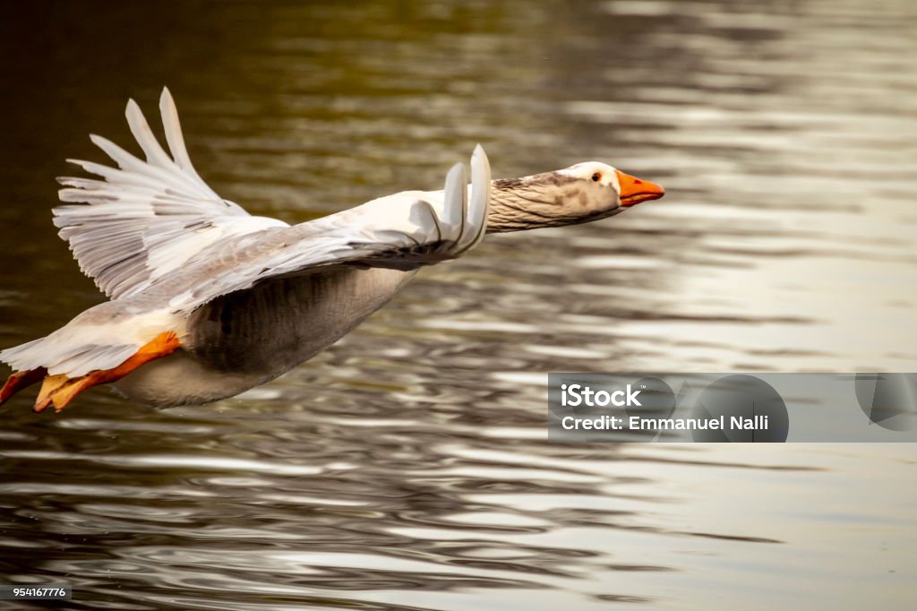 OIE grise-retard de vol - Photo de Canard - Oiseau aquatique libre de droits