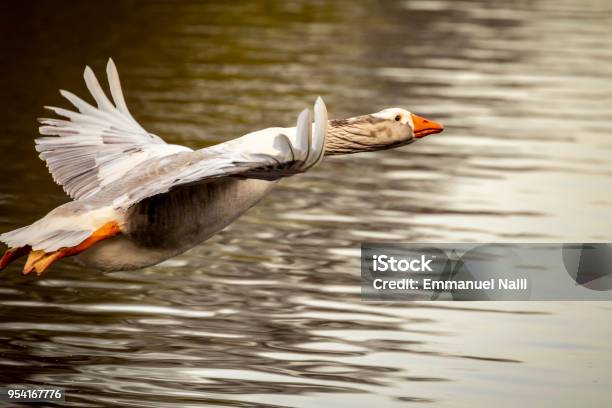 Photo libre de droit de Oie Griseretard De Vol banque d'images et plus d'images libres de droit de Canard - Oiseau aquatique - Canard - Oiseau aquatique, Oie - Oiseau des rivières, Pays-Bas