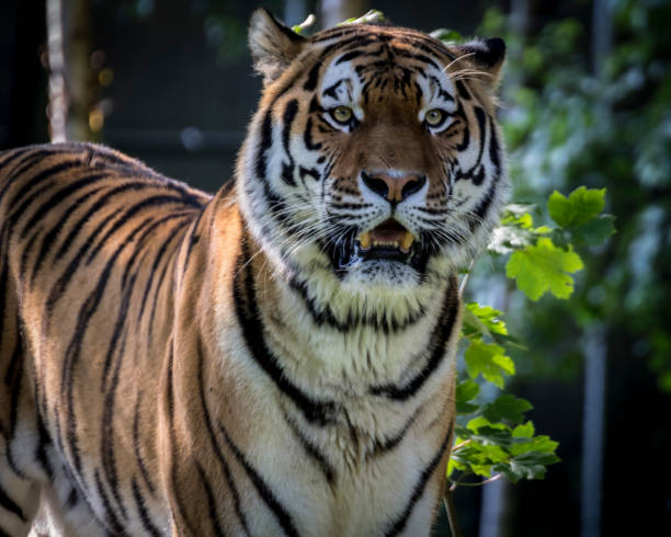 istock Siberian tiger portrait 954168660