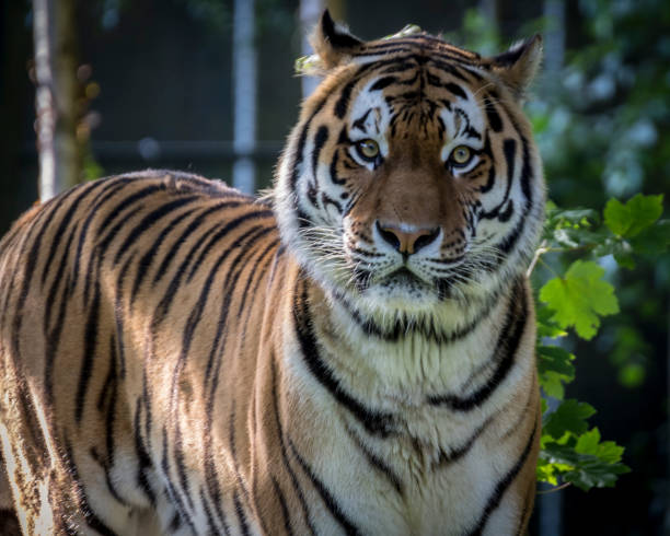istock Siberian tiger portrait 954168786