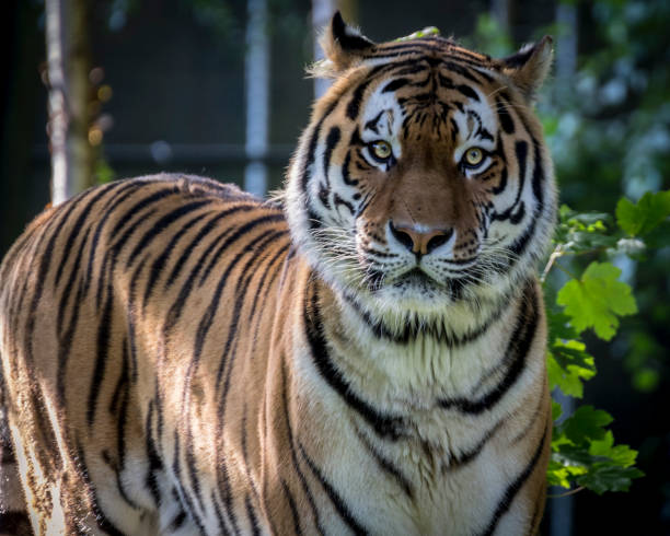 istock Siberian tiger portrait 954168790