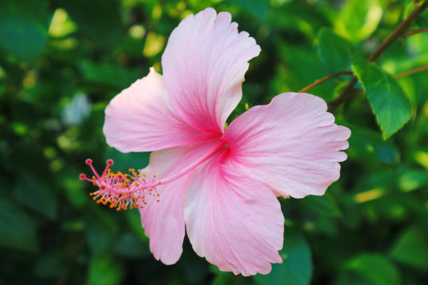 istock Beautiful Pink Hibiscus Flower 954169138