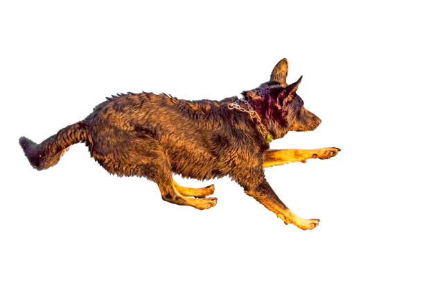 Jumping dog isolated on white
