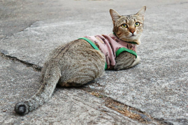 A Cute Cat Relaxing On The Ground