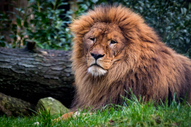 istock african lion portrait 954172302