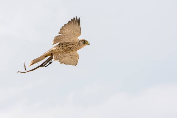 istock peregrine falcon in Italy 954173120