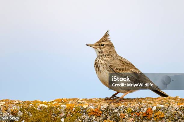 Crested Lark Sitting On A Concrete Fence On Sky Background Stock Photo - Download Image Now