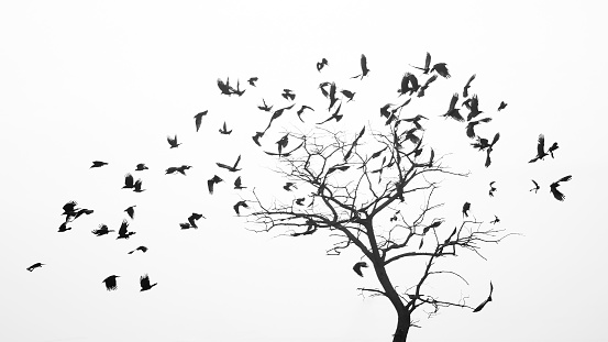 Birds fly from the tree like leaves by the wind.