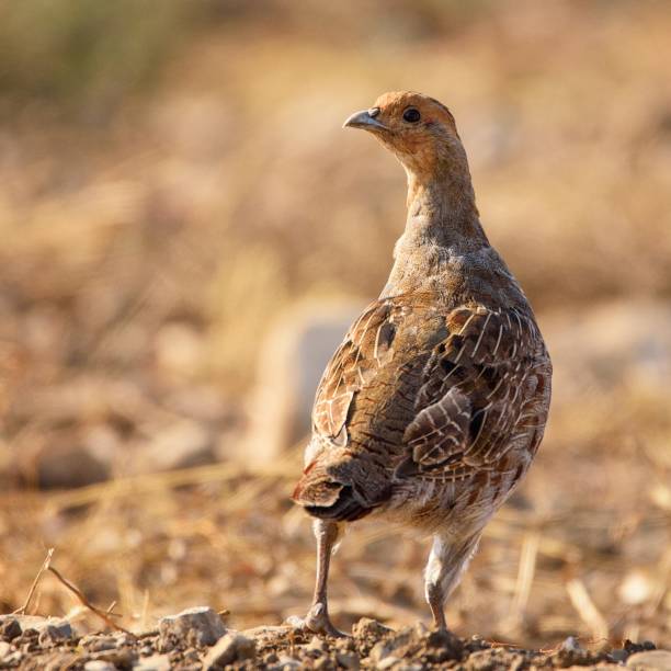 istock Grey Partridge (Perdix perdix) partridge in a beautiful light 954176860