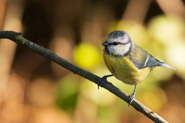 istock Blue tit (Cyanistes caeruleus) sitting on a beautiful stick with moss 954177178