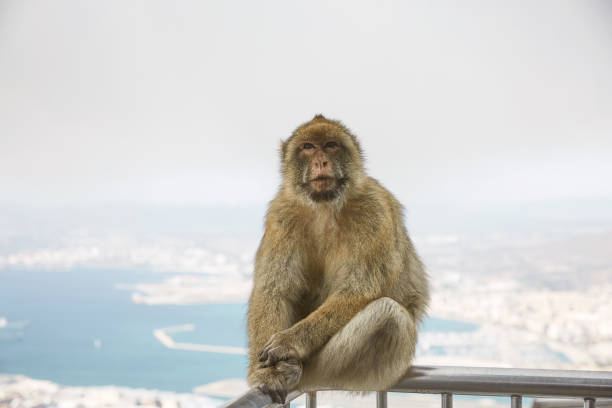 The Barbary Macaque monkeys of Gibraltar The Barbary Macaque monkeys of Gibraltar. The only wild monkey population on the European Continent. At present there are 300+ individuals in 5 troops occupying the Gibraltar nature reserve.
It is one of the most famous attractions of the British overseas territory. colony territory photos stock pictures, royalty-free photos & images