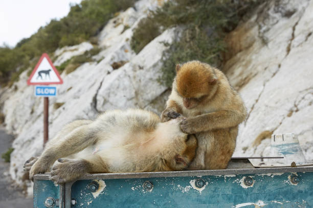 Couple of the Barbary Macaque monkeys of Gibraltar. The Barbary Macaque monkeys of Gibraltar. The only wild monkey population on the European Continent. At present there are 300+ individuals in 5 troops occupying the Gibraltar nature reserve.
It is one of the most famous attractions of the British overseas territory. colony territory photos stock pictures, royalty-free photos & images