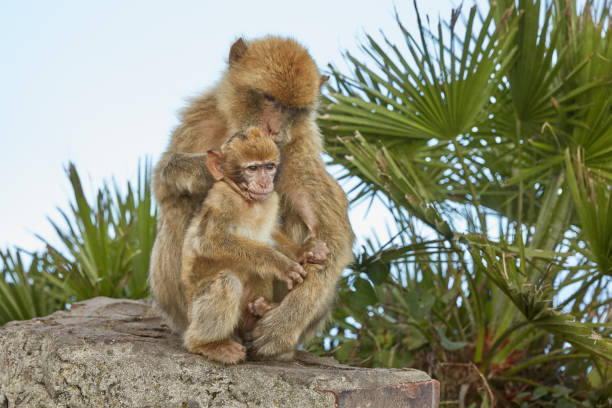 Mother and baby of the Barbary Macaque monkeys of Gibraltar. The Barbary Macaque monkeys of Gibraltar. The only wild monkey population on the European Continent. At present there are 300+ individuals in 5 troops occupying the Gibraltar nature reserve.
It is one of the most famous attractions of the British overseas territory. colony territory photos stock pictures, royalty-free photos & images