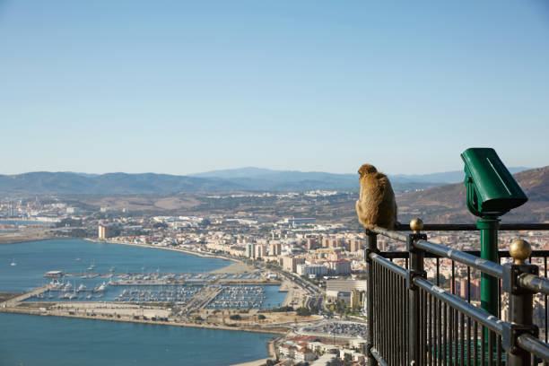 Barbary Macaque monkey overlooking port of Gibraltar. The Barbary Macaque monkeys of Gibraltar. The only wild monkey population on the European Continent. At present there are 300+ individuals in 5 troops occupying the Gibraltar nature reserve.
It is one of the most famous attractions of the British overseas territory. colony territory photos stock pictures, royalty-free photos & images