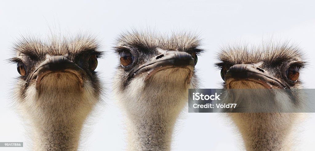 Retrato de grupo de avestruces - Foto de stock de Avestruz libre de derechos